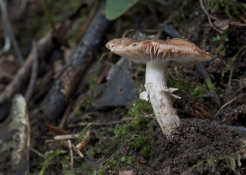 Agrocybe erebia